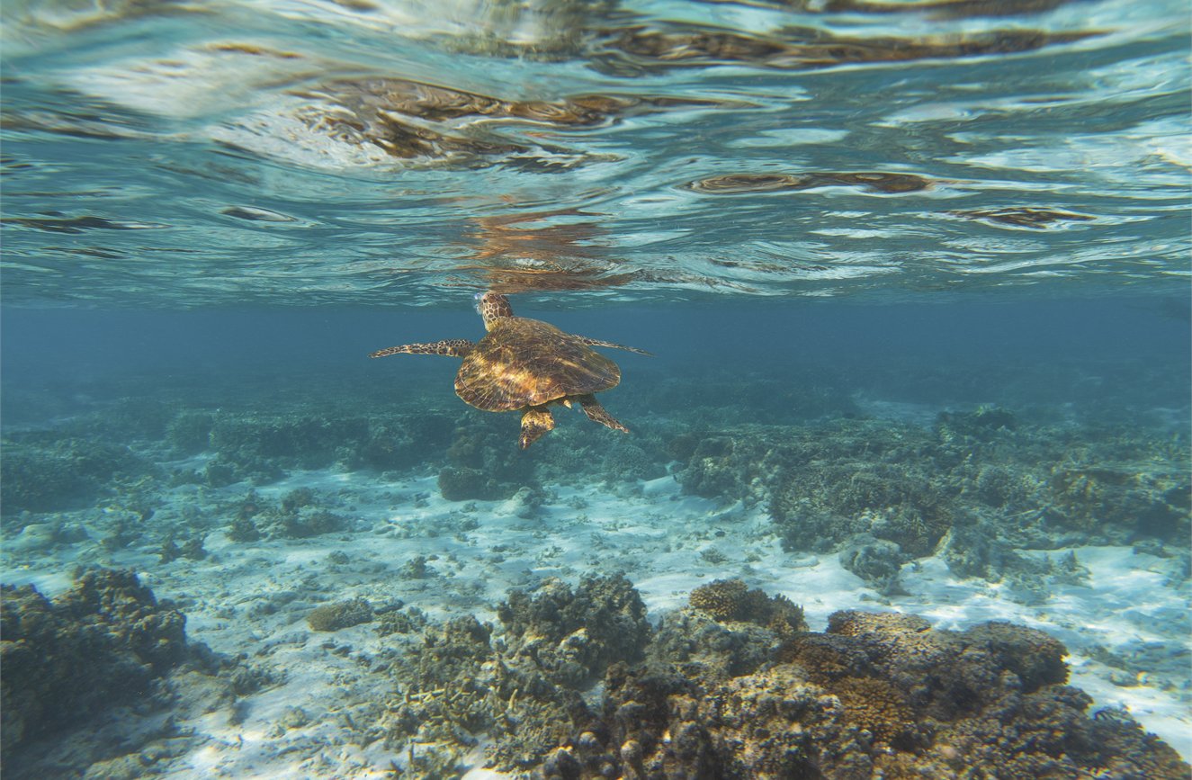Southern Great Barrier Reef Region image