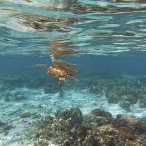 Southern Great Barrier Reef Region